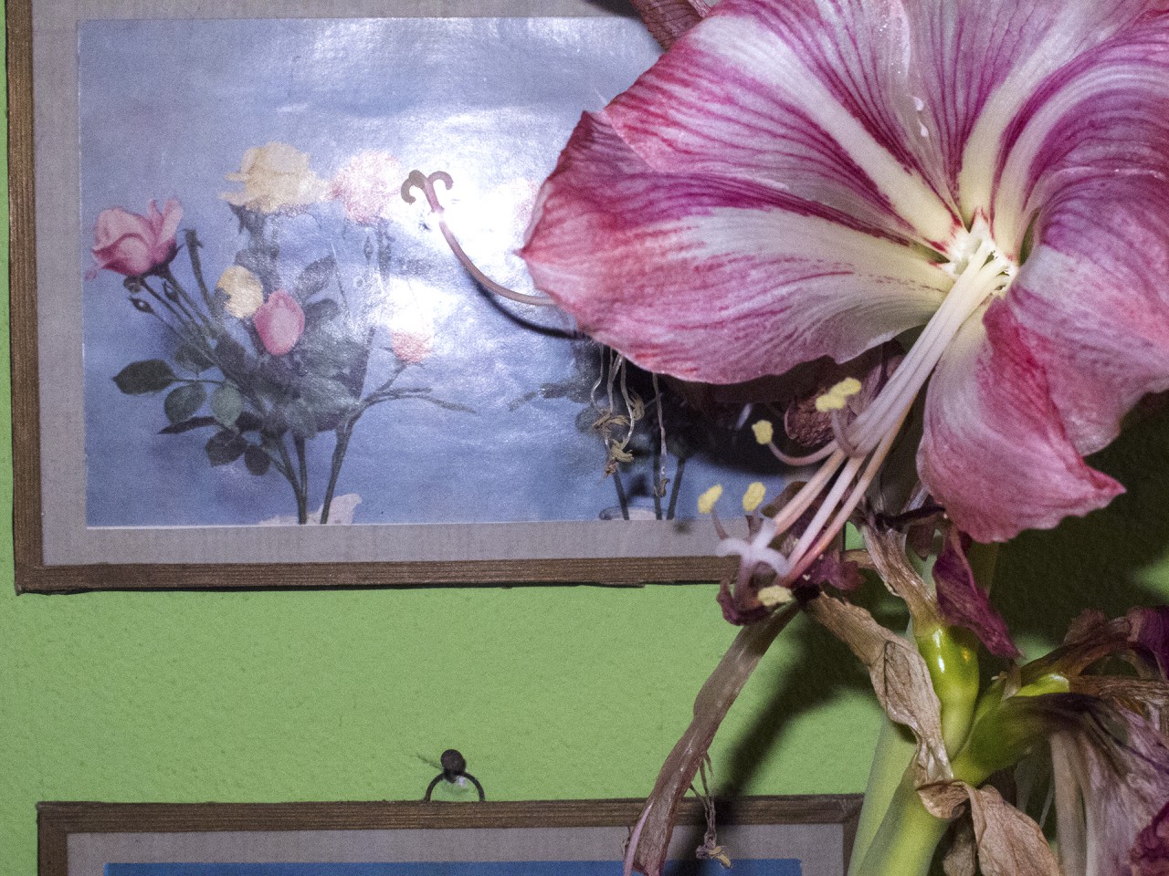 Per te io curo questi fiori